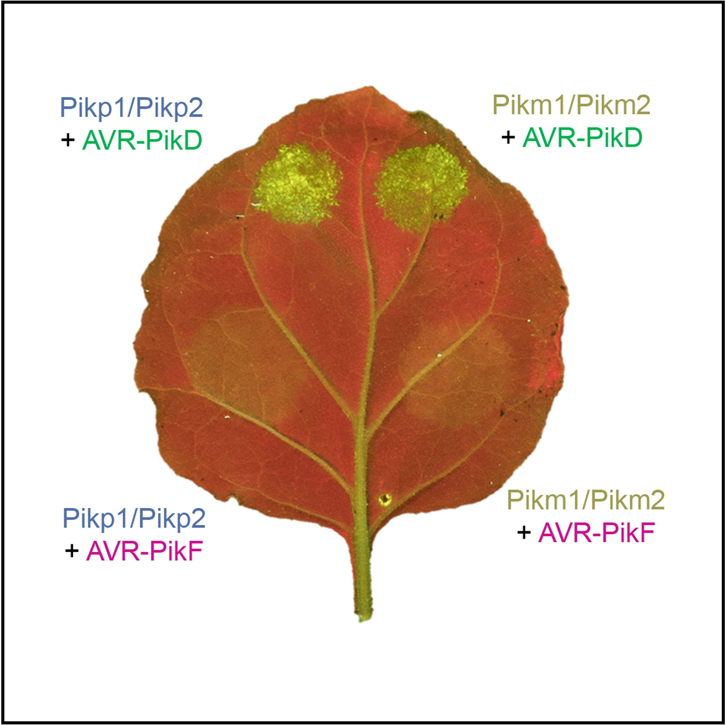 Descriptive alt text