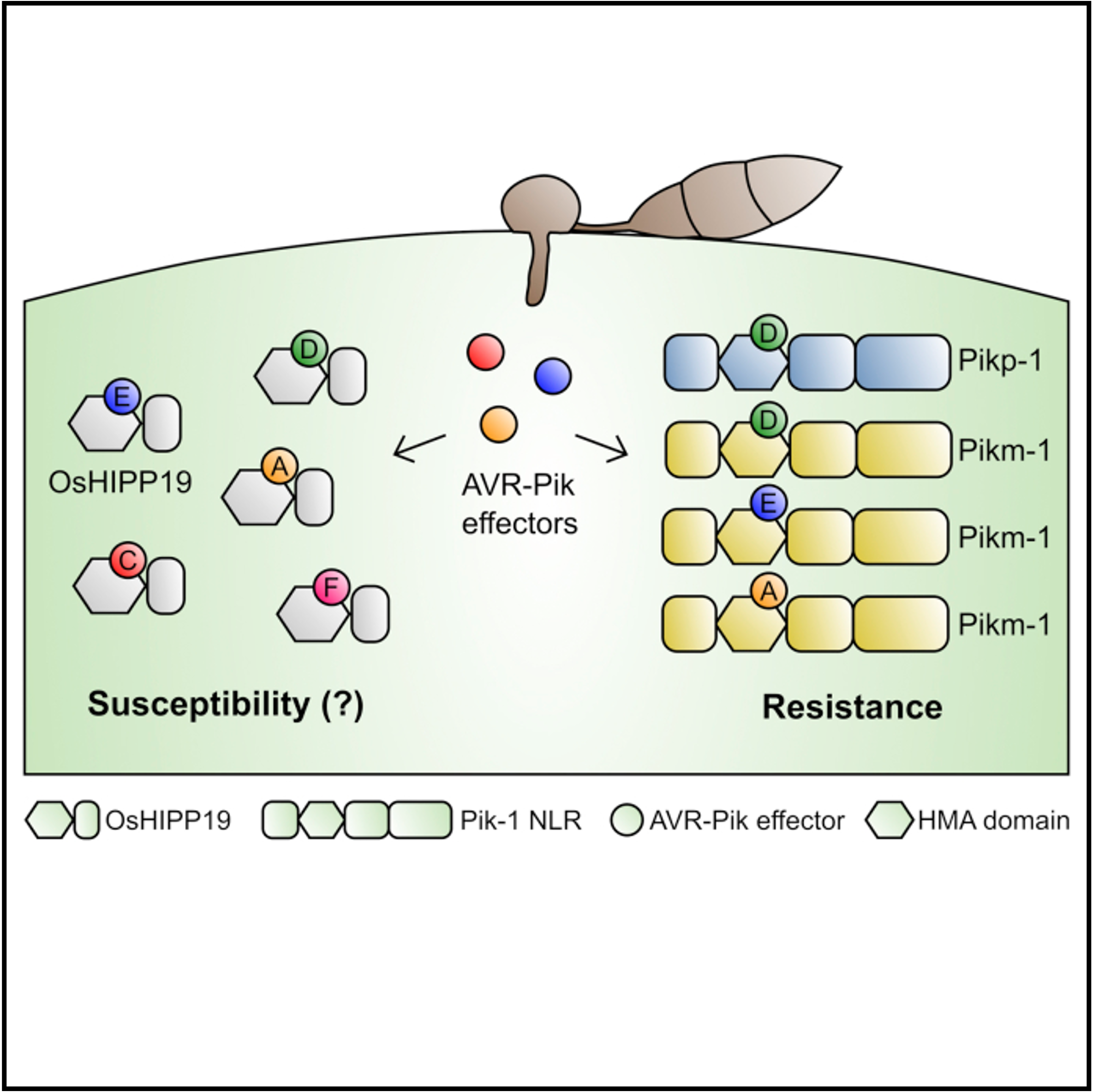 Descriptive alt text