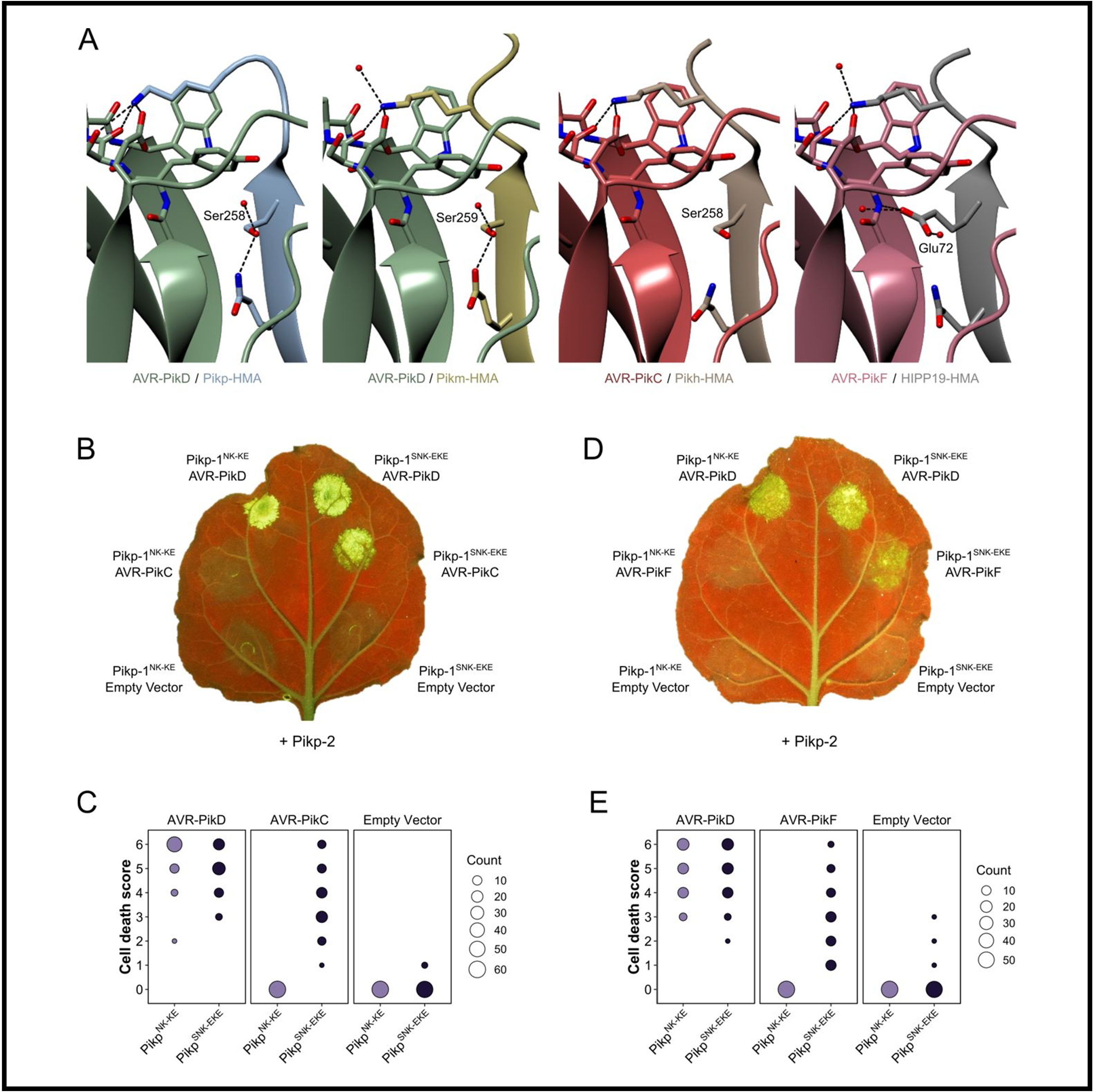 Descriptive alt text