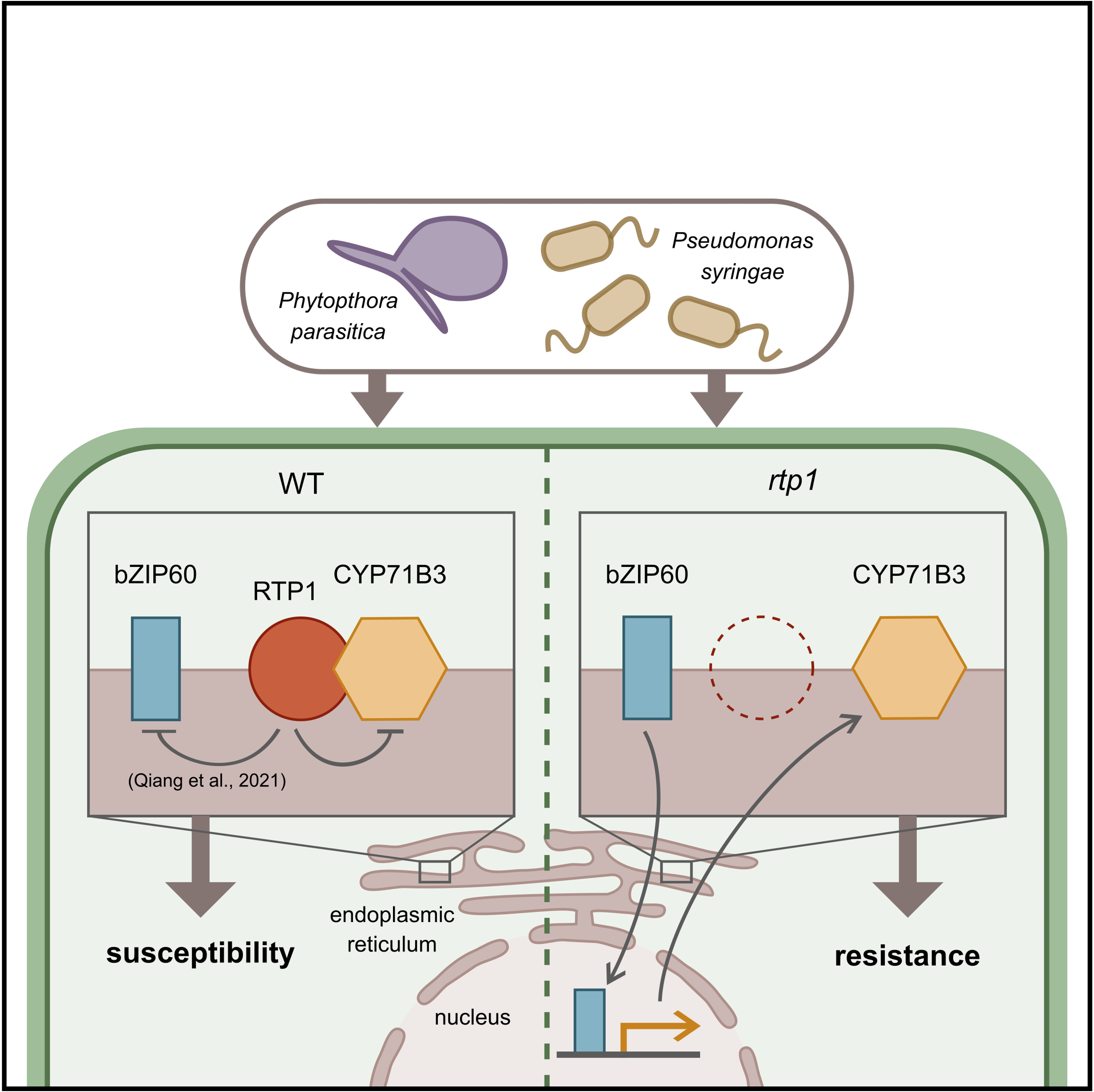 Descriptive alt text