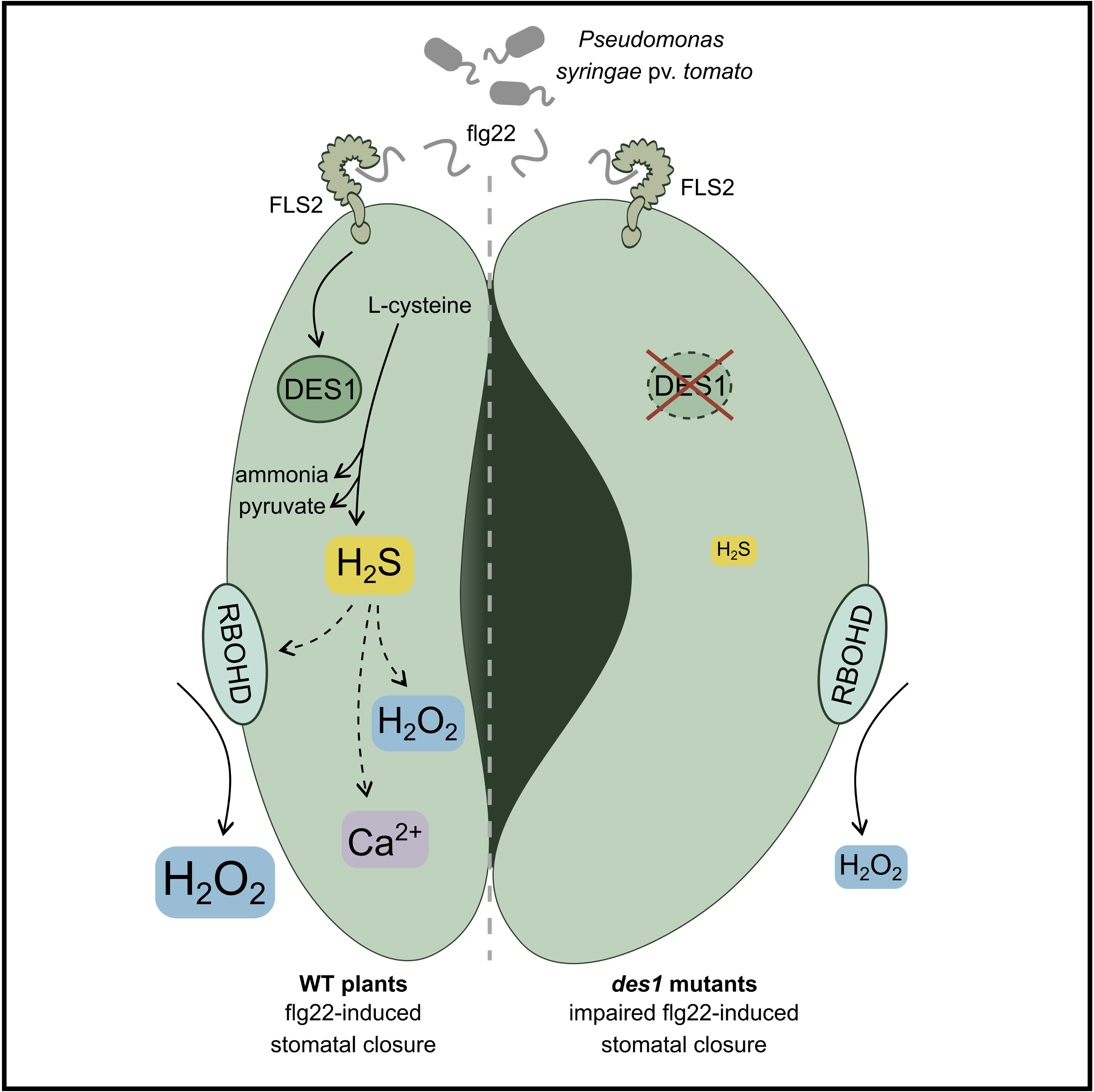 Descriptive alt text