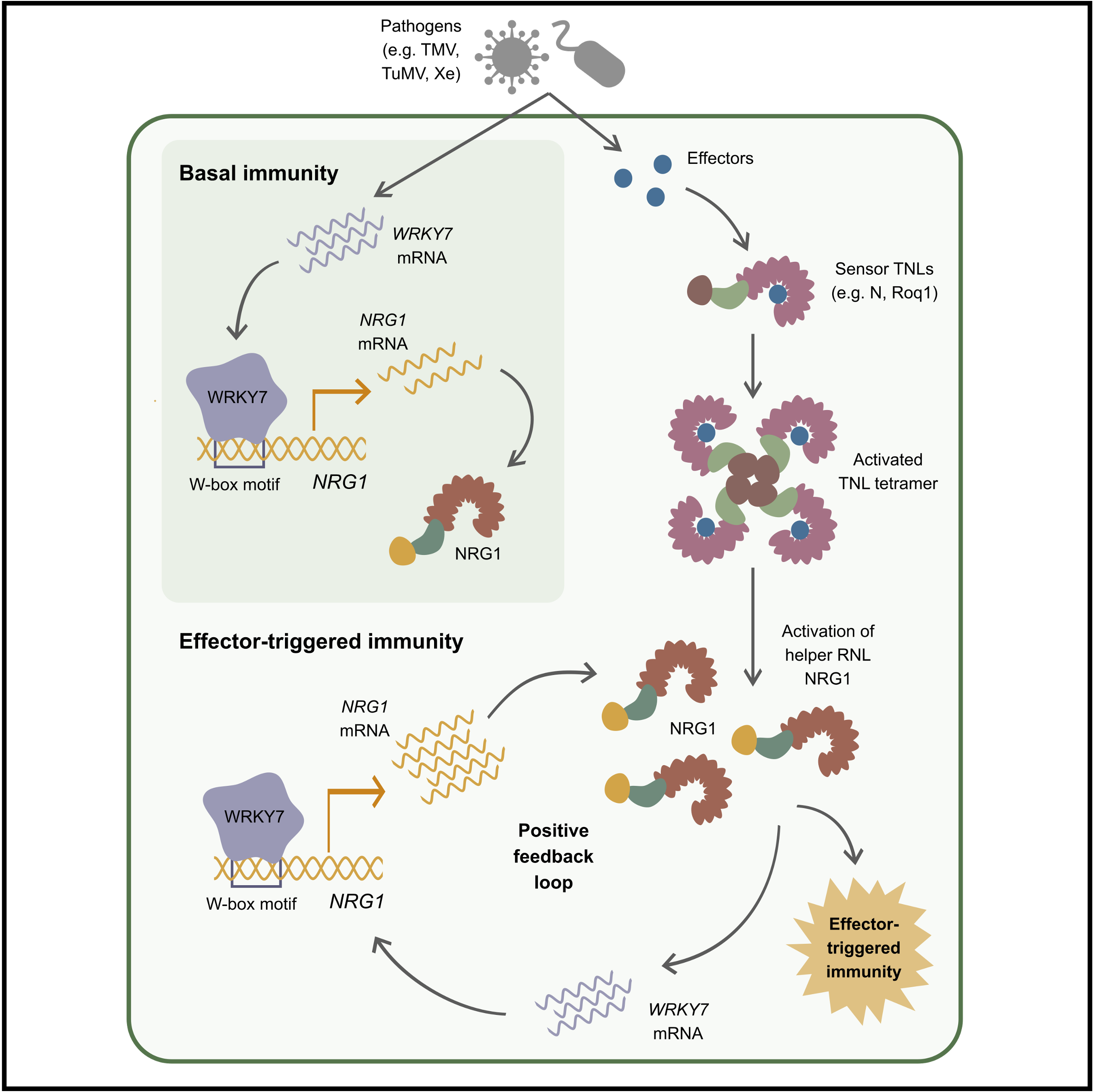 Descriptive alt text